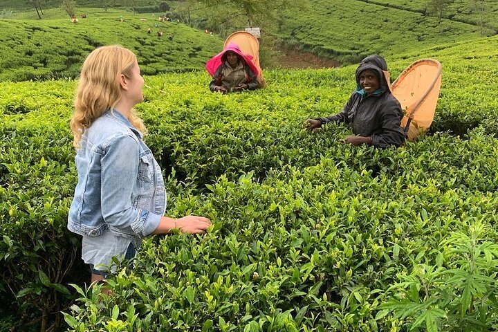 tea tour sri lanka