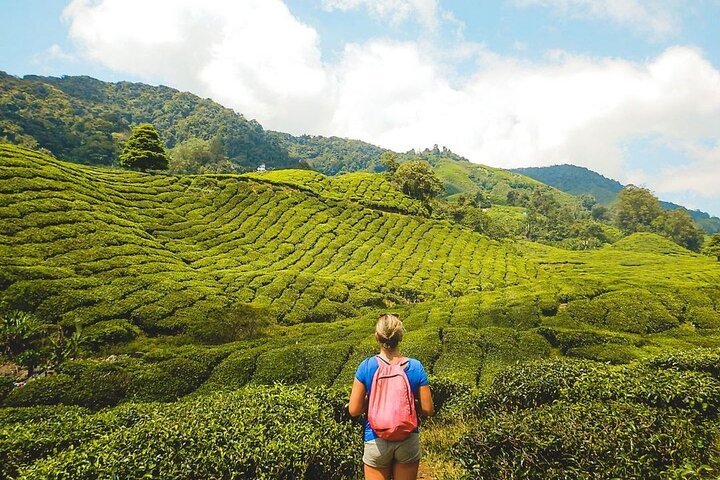 Tea Tour Image