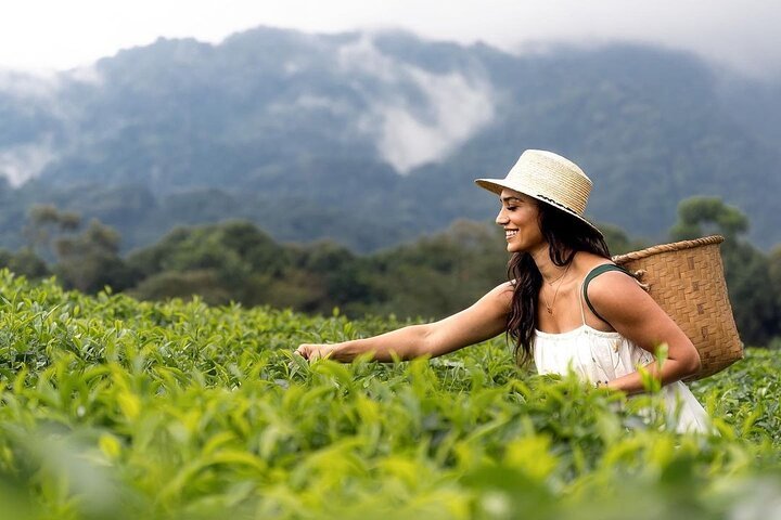 Tea Tour Image