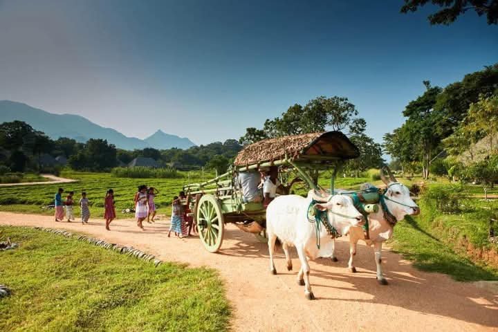village safari